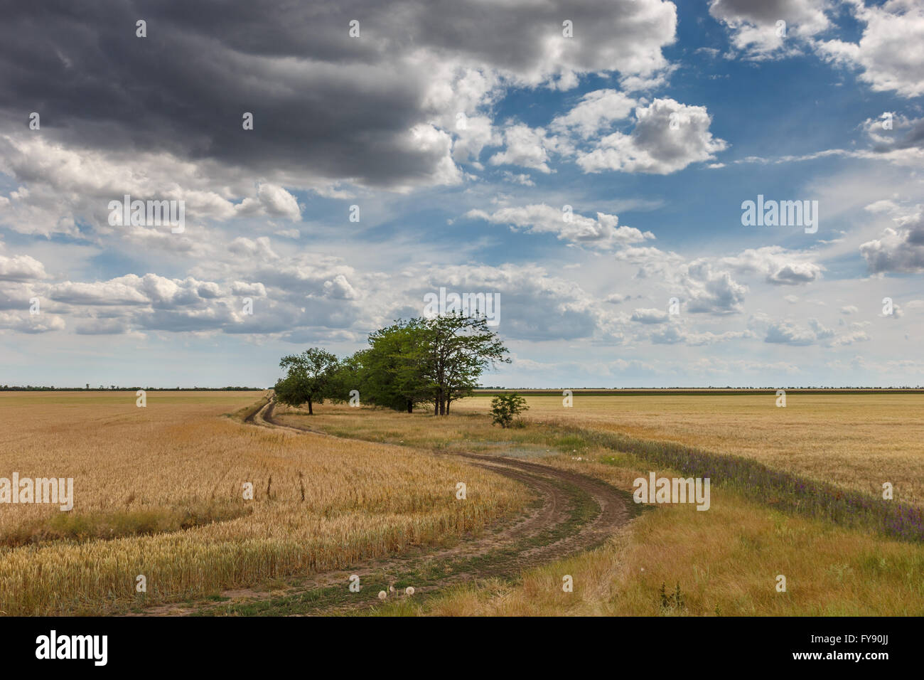 Strada di campagna tra i campi di grano vicino al villaggio Foto Stock