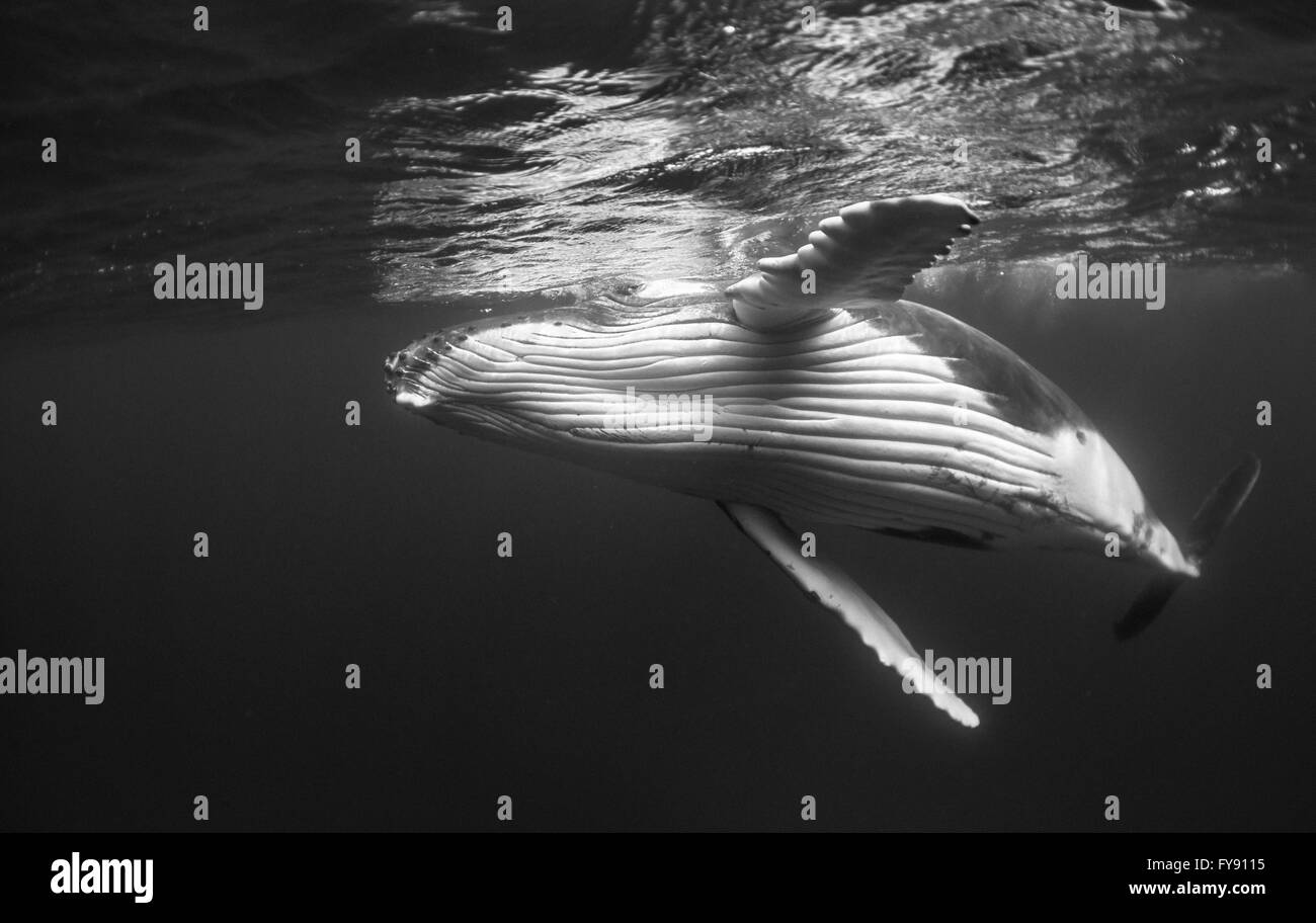 Humpback Whale calf giocando sulla superficie, Tonga. Foto Stock