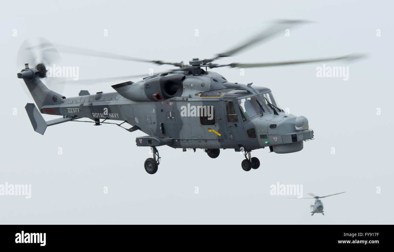 Royal Navy Wildcat elicottero a Newquay Airport/RAF St Mawgan, durante l'esercizio Griffin sciopero Foto Stock