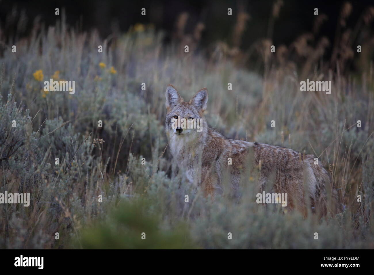 Koyote Canis latrans coyote Yellowstone NP Wyoming USA Foto Stock