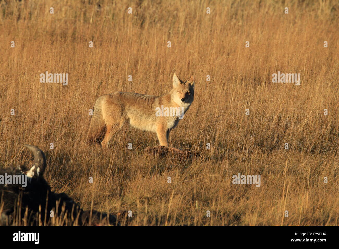 Koyote Canis latrans coyote Yellowstone NP Wyoming USA Foto Stock