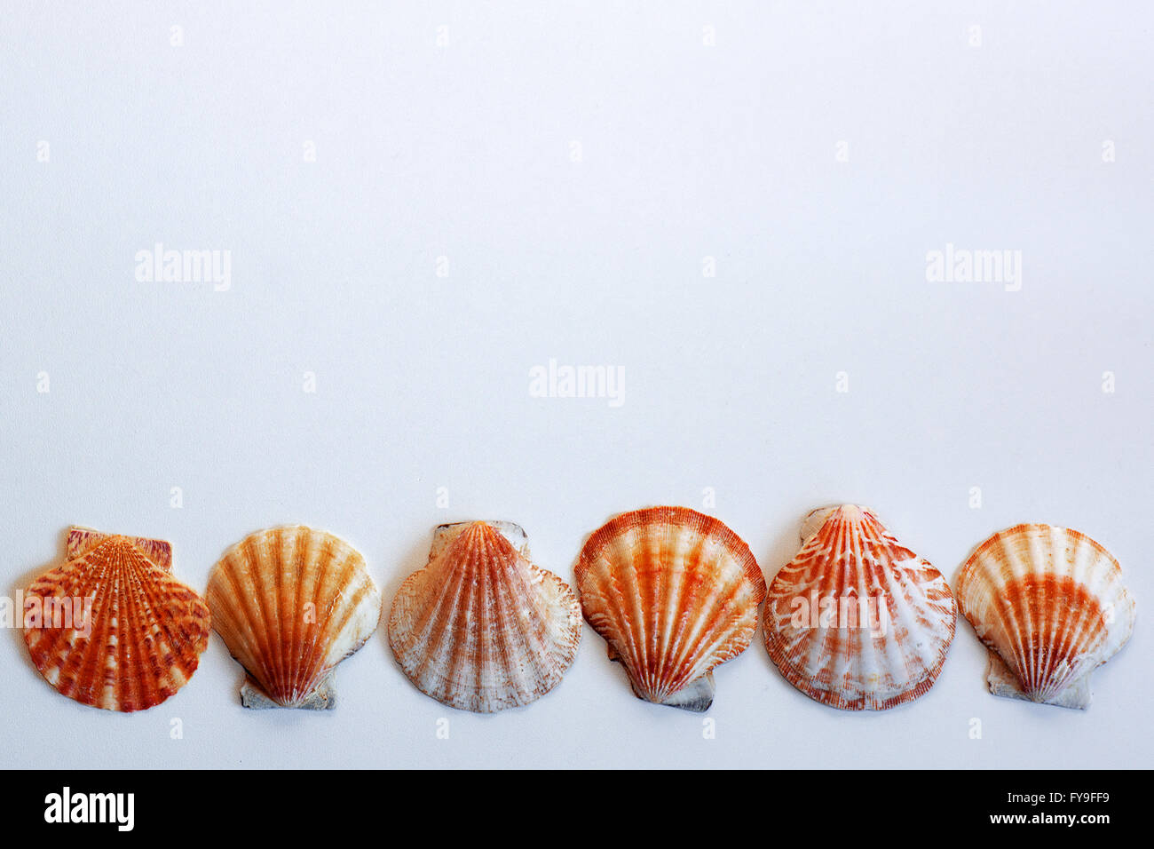 Conchiglie di mare sulla superficie bianca Foto Stock