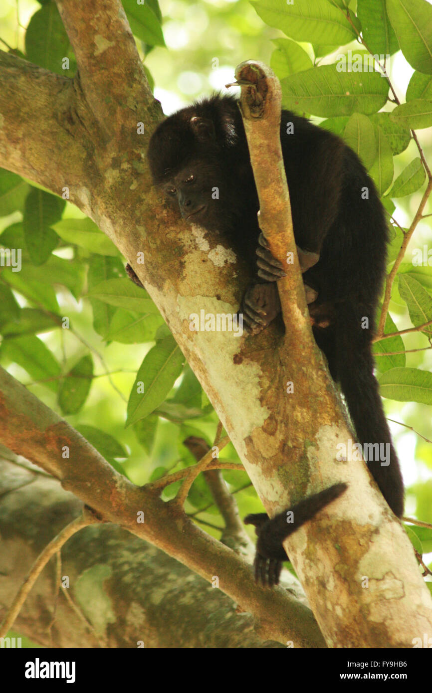 Giovani scimmia urlatrice in posa di un albero con coda avvolta attorno al tronco. Foto Stock