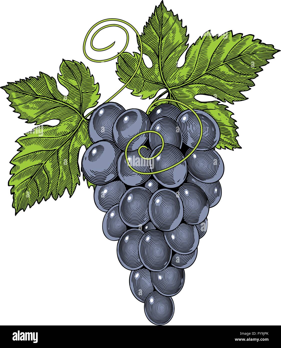 Vino rosso uva nel vintage stile inciso Illustrazione Vettoriale