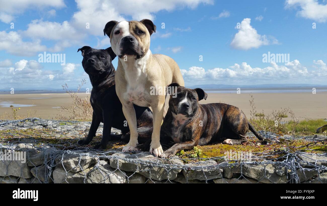 3 cani sulla spiaggia. Staffordshire bull terrier Foto Stock