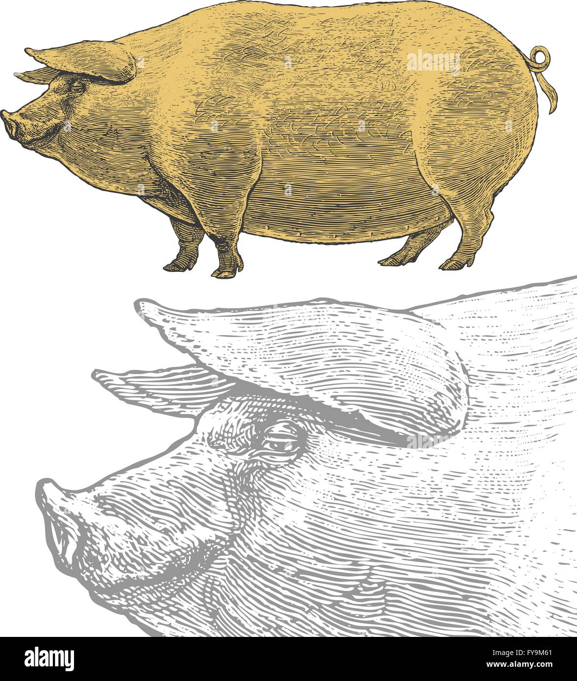 Il maiale o suina nel vintage stile di incisione Illustrazione Vettoriale