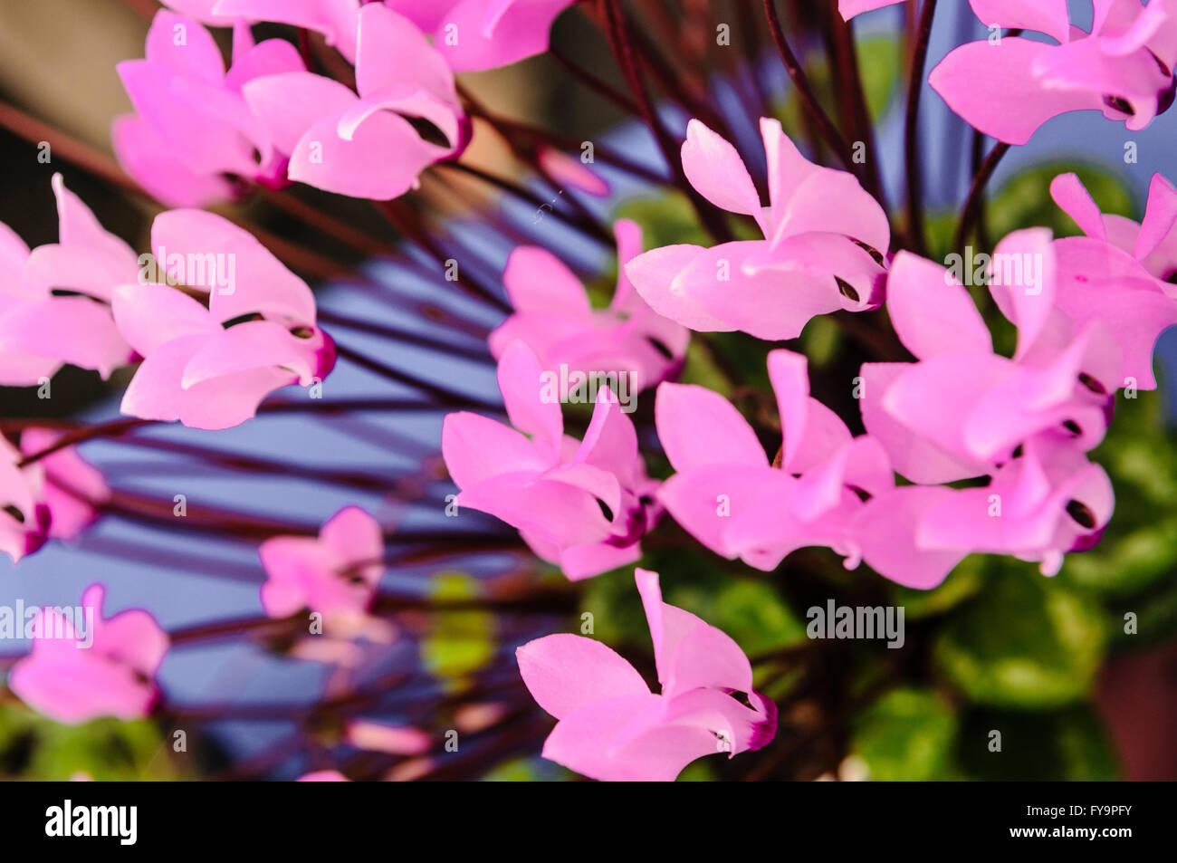 Viola ciclamino fiori. Foto Stock