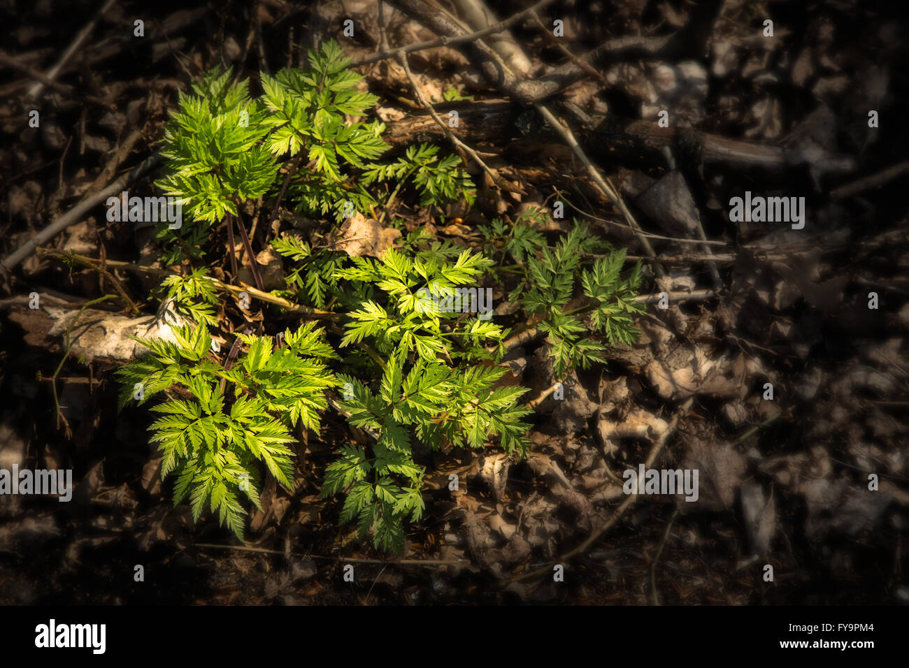 Il risveglio la prima molla verde nella natura Foto Stock