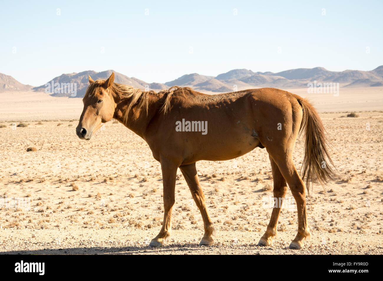 Namib Desert cavallo. Foto scattata sulla B4 autostrada nazionale tra Aus e Luderitz, nel sud della Namibia. Foto Stock