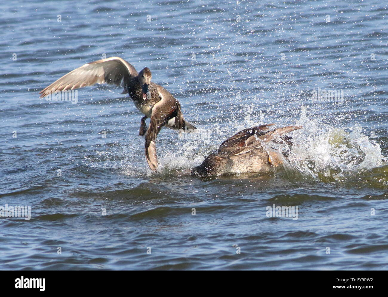 Due feisty Europei maschili canapiglia anatre (Anas strepera) combattimenti e si rincorrono in un lago Foto Stock