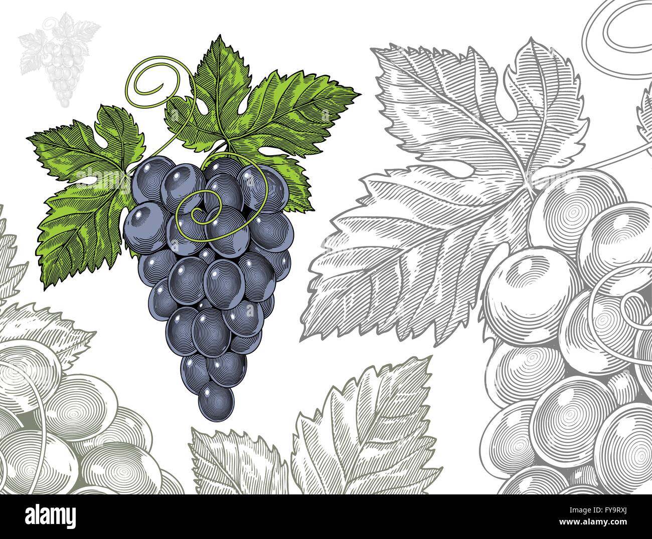 Vino rosso uva nel vintage stile di incisione Illustrazione Vettoriale