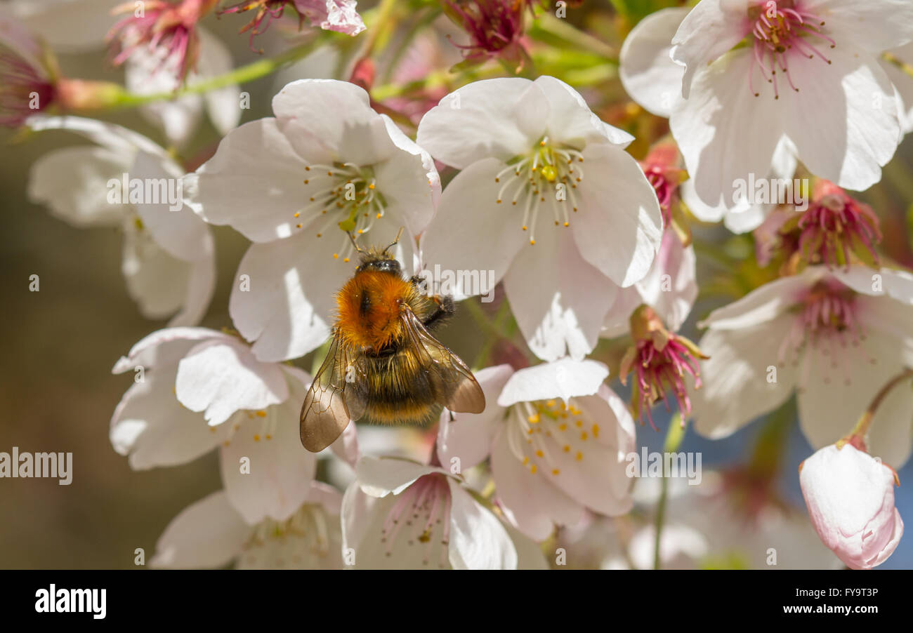 Carda comune Bee (Bombus pascuorum) alimentazione sul fiore di ciliegio Foto Stock
