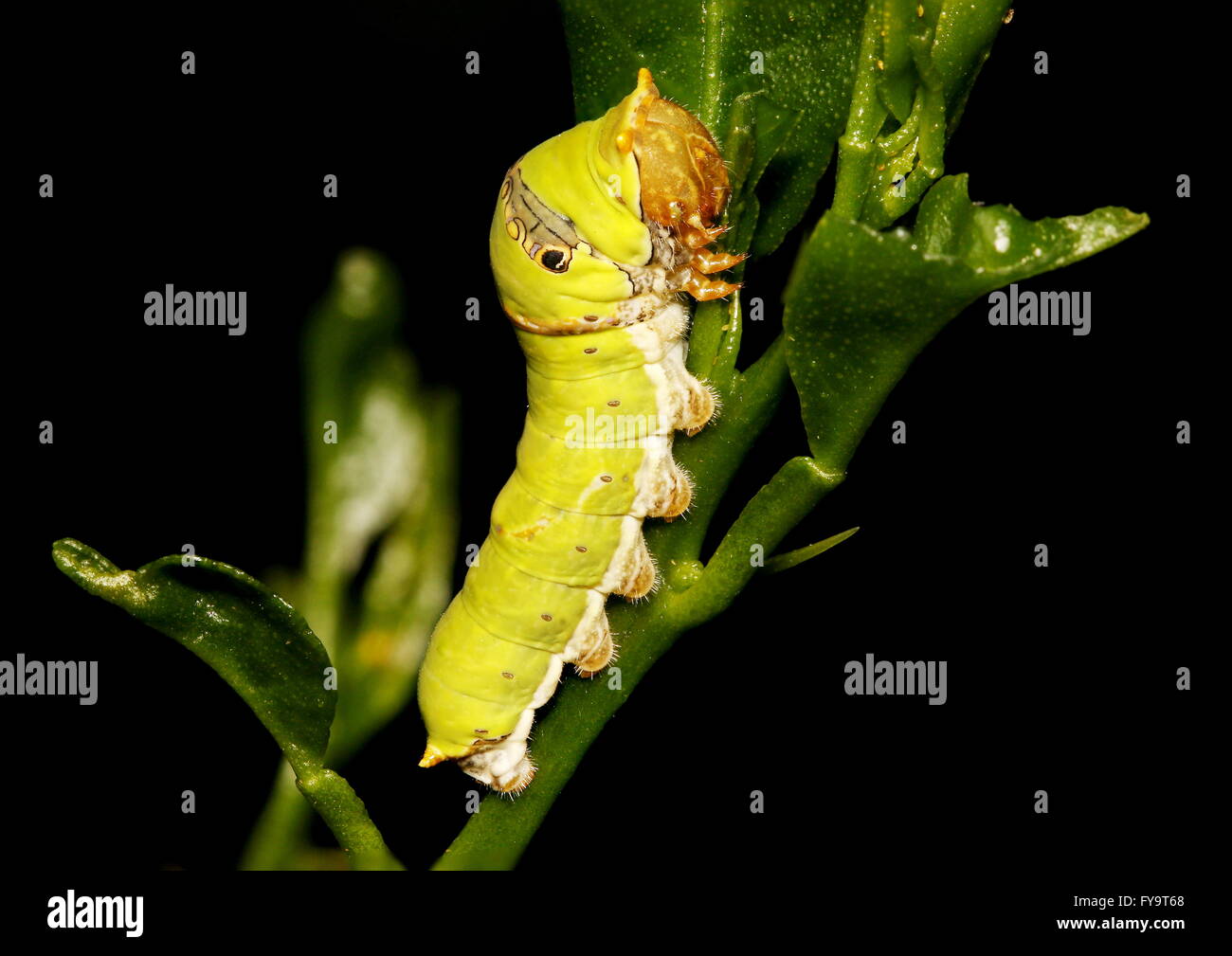 Caterpillar di lime o di limone butterfly, papillio demoleus, alimentazione su una foglia di lime. Foto Stock