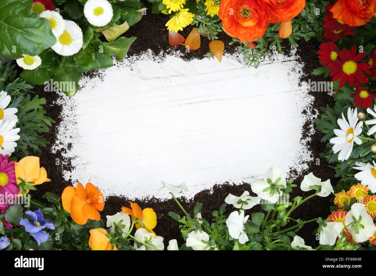 Giardino con fiori Flower e copyspace copia su uno spazio vuoto bianco bordo in legno Foto Stock