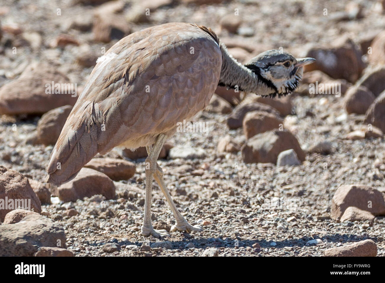 Il Corhaan di Ruppell, Eupodotis rueppellii, il bustard di Rüppell, Damaraland, Namibia; il ducking come aereo volò sopra Foto Stock