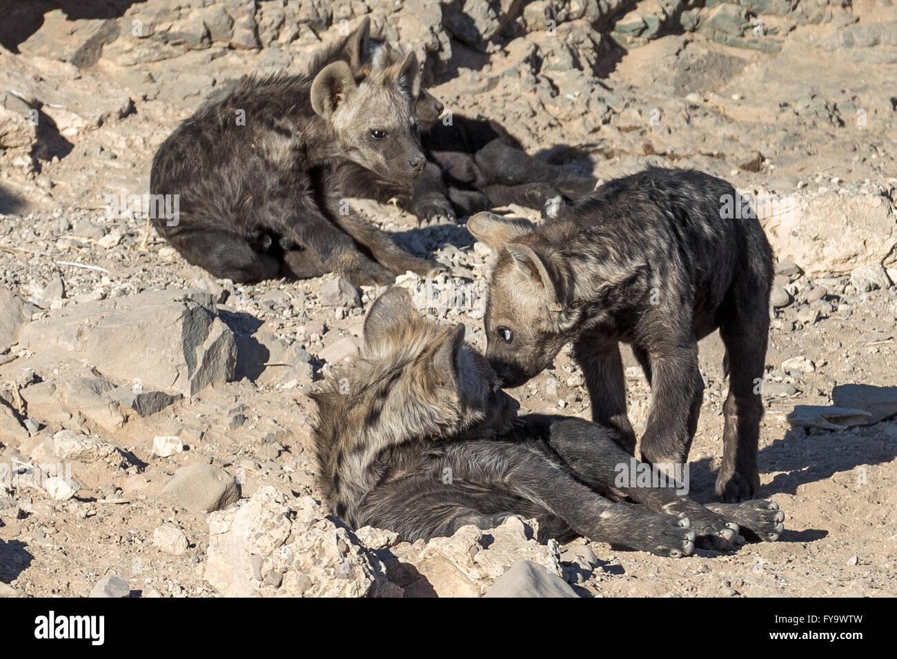 Avvistato Hyena aka Laughing hyena, cuccioli a den, Damaraland, Namibia Foto Stock