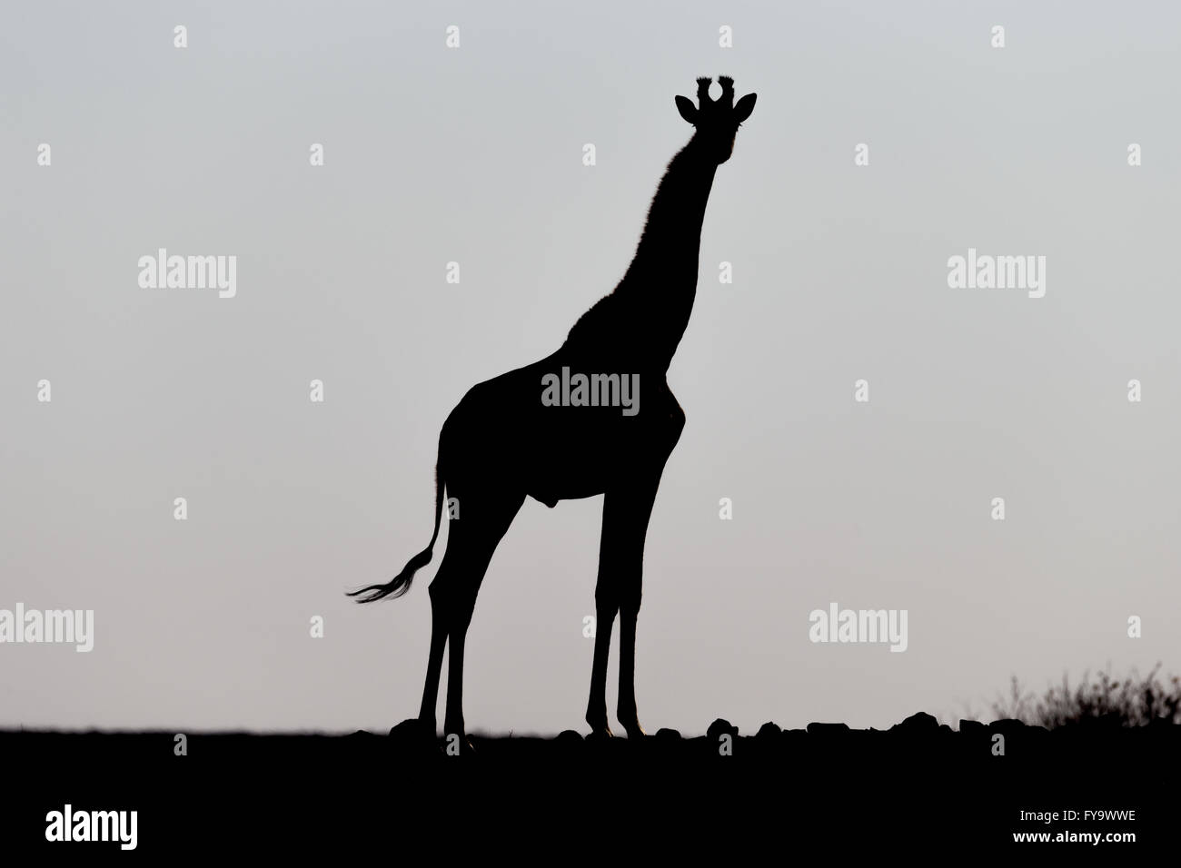 Silhouette, maschio, giraffa angolana aka giraffa Namibia, Damaraland, Kuene Regione, Namibia Foto Stock