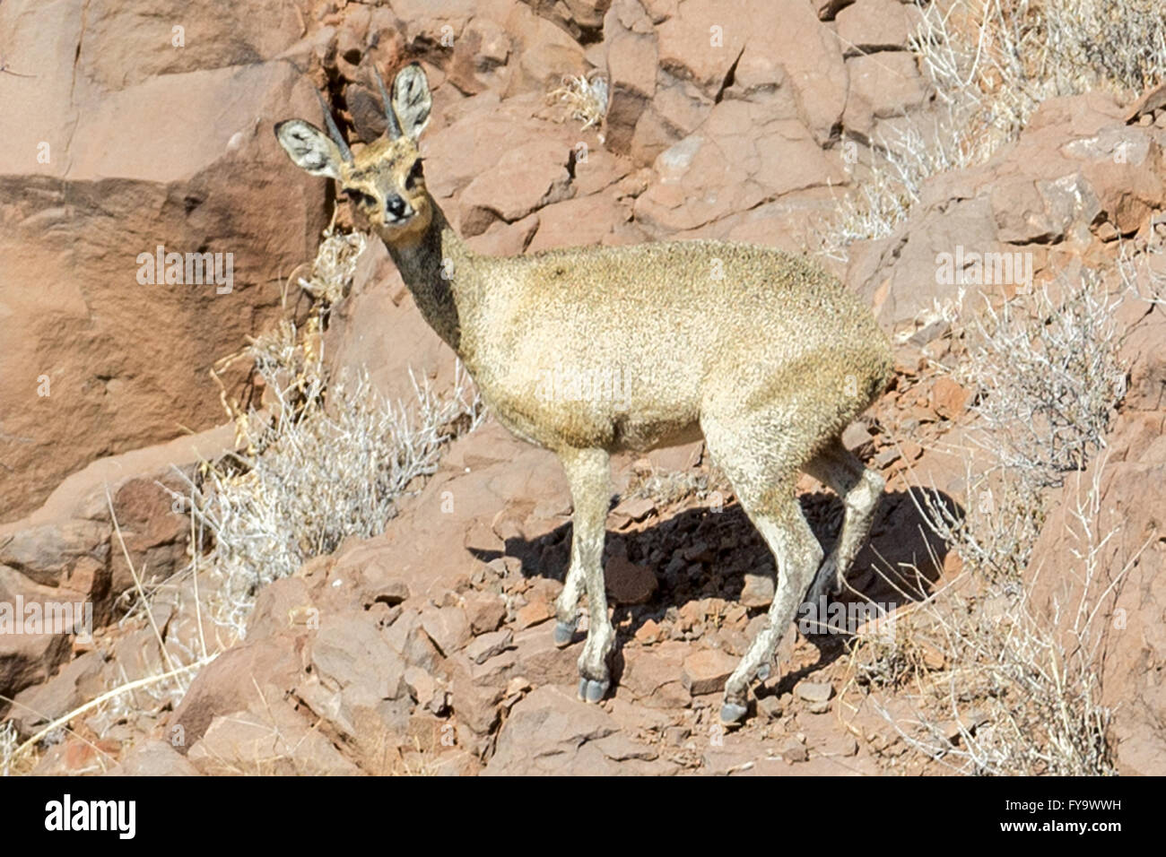 Maschio Klipspringer, lato di salita della collina, Damaraland, Kuene Regione, Namibia Foto Stock