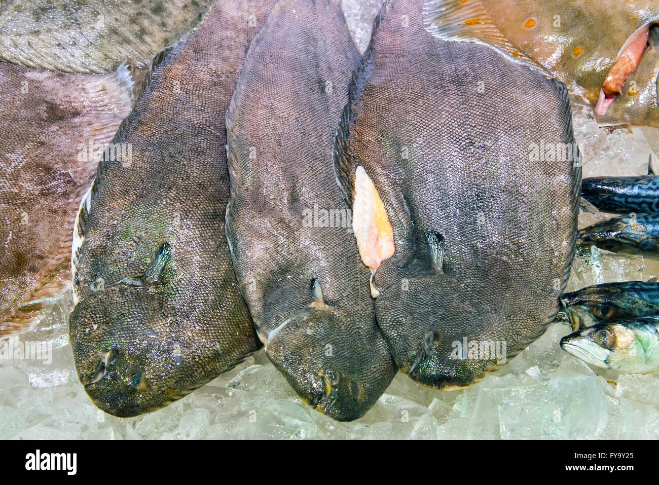 Suola pesce su ghiaccio per la vendita su un mercato Foto Stock