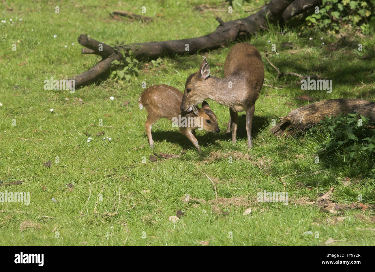 Muntjac madre e bambino di cervo chiamato anche cervo che abbaiava insieme Foto Stock