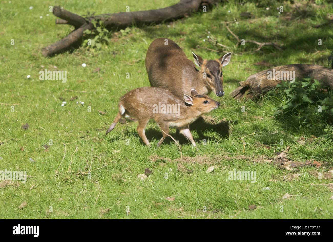 La madre e il bambino cervo muntjac chiamato anche barking deer insieme Foto Stock