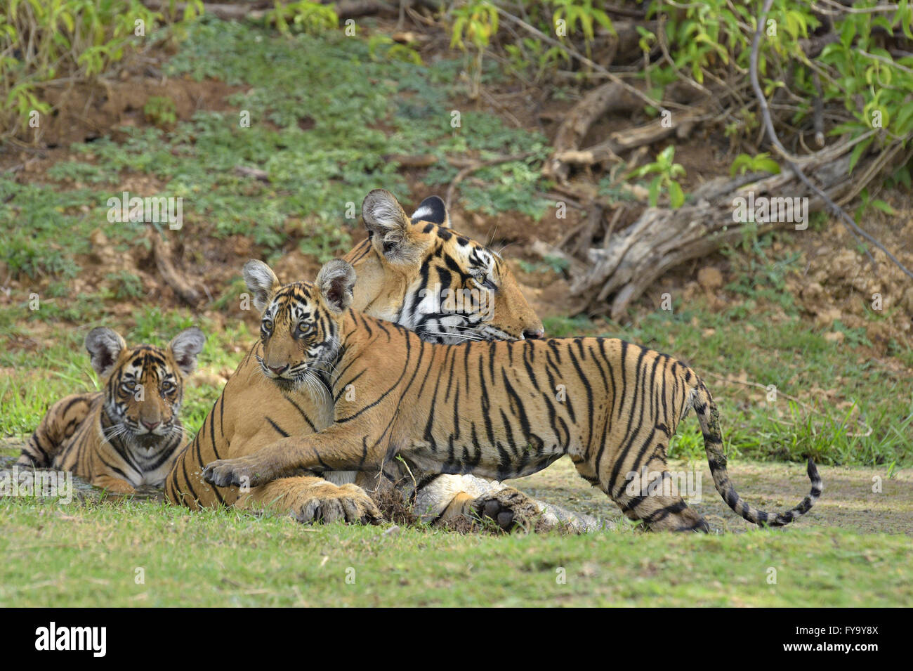 Le tigri del Bengala (Panthera tigris tigris), femmina con i cuccioli a Waterhole, il Parco nazionale di Ranthambore, Rajasthan, India Foto Stock