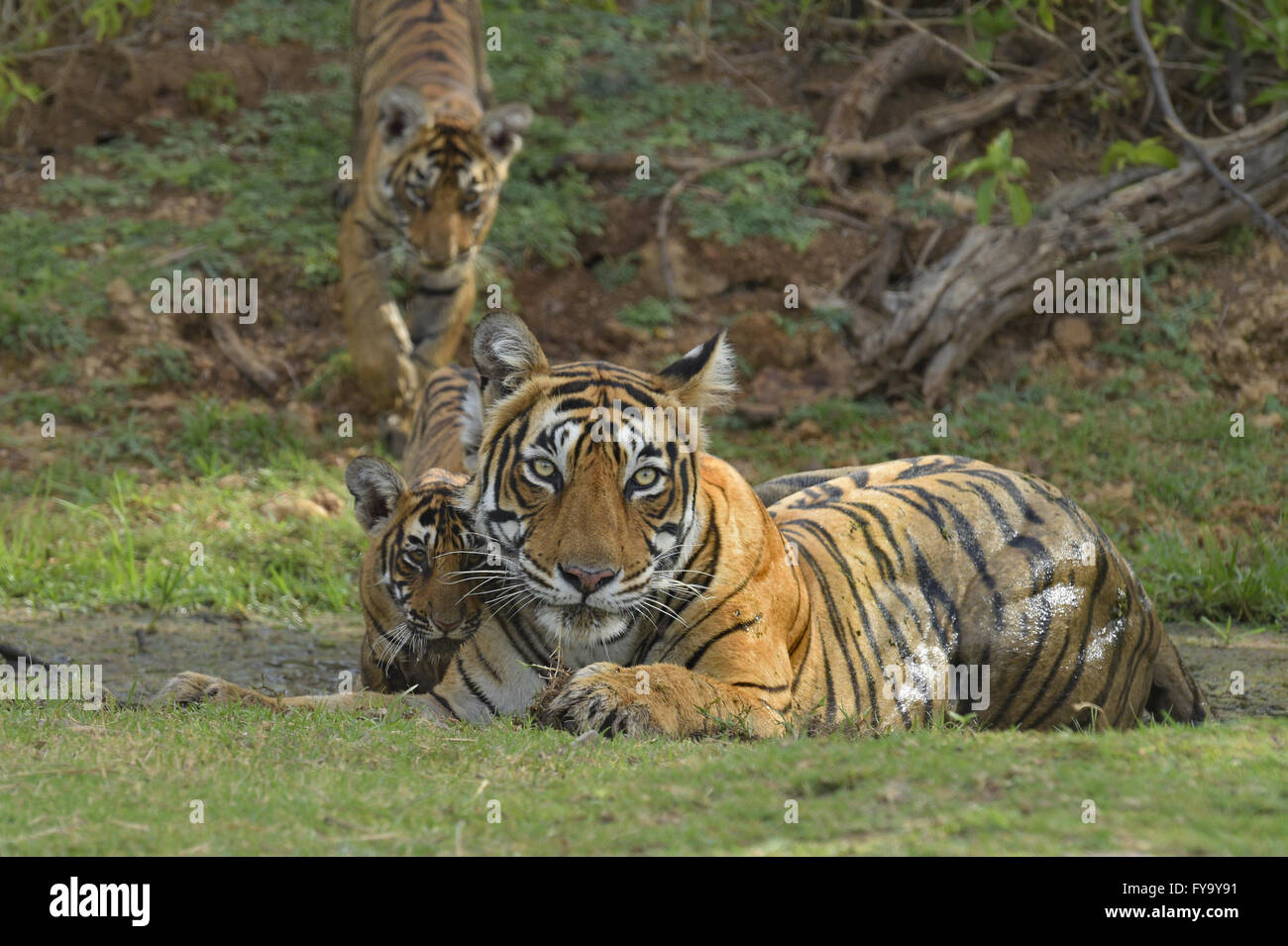 Le tigri del Bengala (Panthera tigris tigris), femmina con i cuccioli a Waterhole, il Parco nazionale di Ranthambore, Rajasthan, India Foto Stock