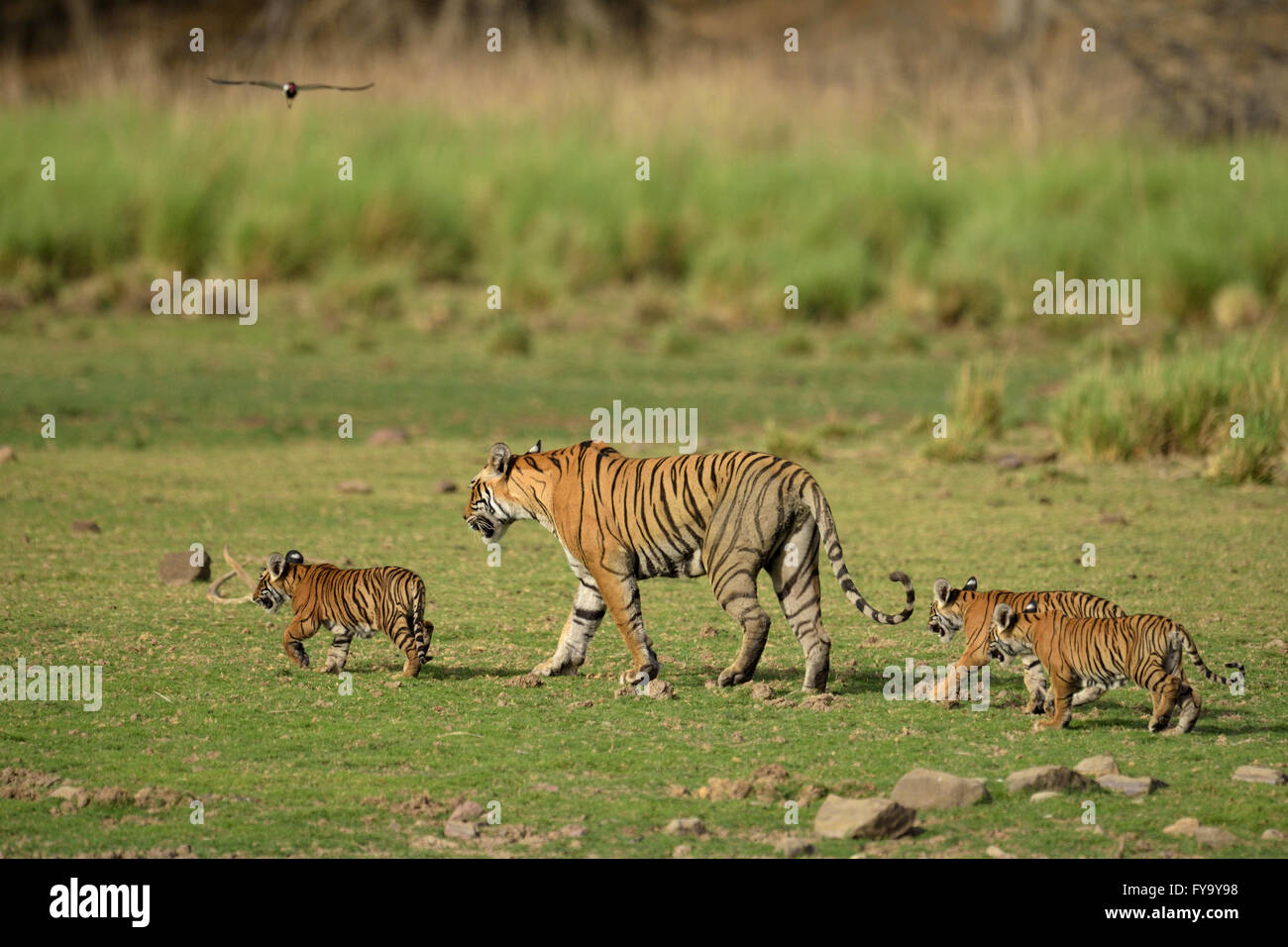 Le tigri del Bengala (Panthera tigris tigris), femmina con tre cuccioli in un dry lake bed, Ranthambhore National Park, India Foto Stock