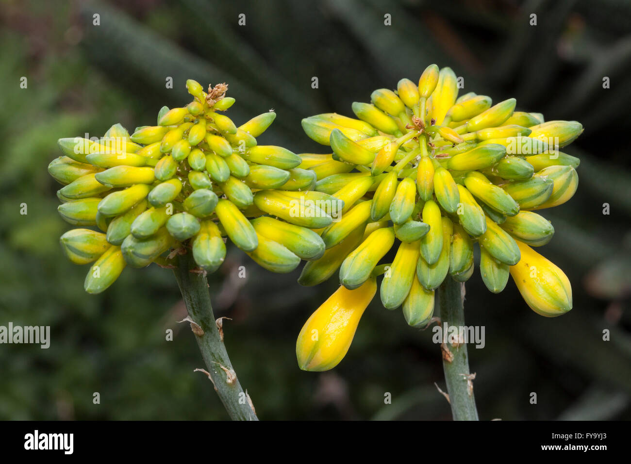 Specie di aloe (Aloe sinkatana), nativo di nord-est Africa Foto Stock