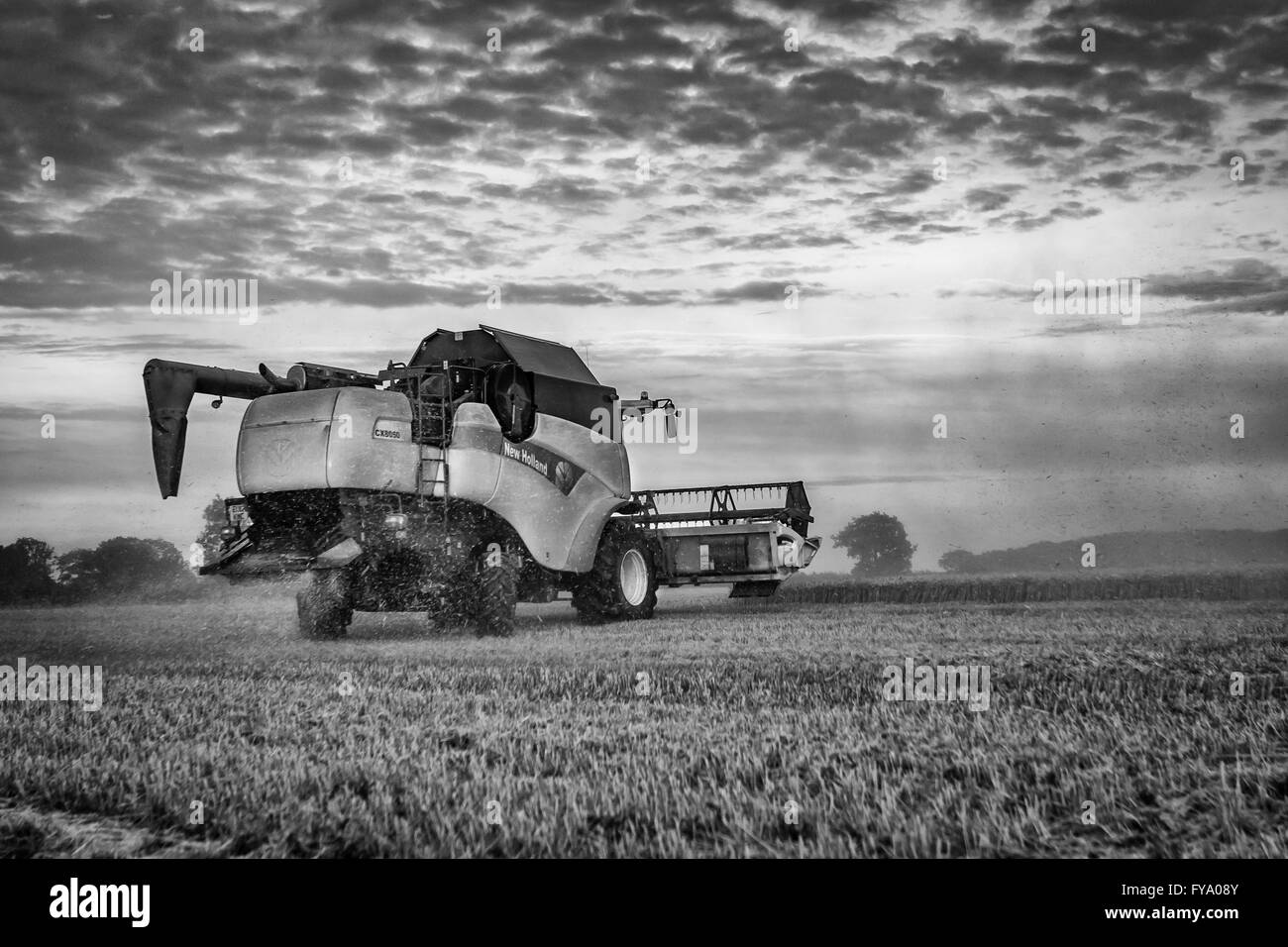 Mietitrebbia New Holland Harvester che raccoglie frumento in un'azienda agricola Foto Stock
