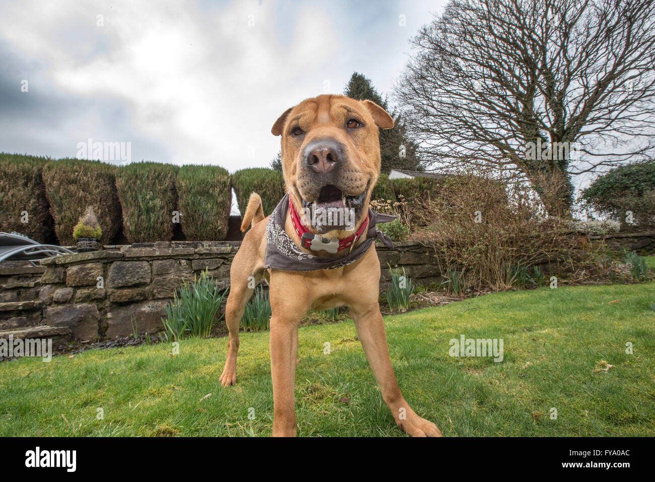 Salvataggio cane Kai Shar mix di PAE Foto Stock