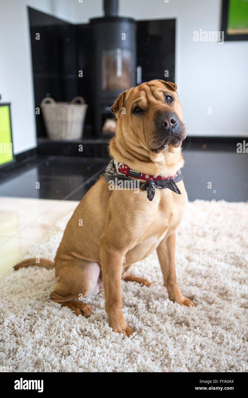 Salvataggio cane Kai Shar mix di PAE Foto Stock