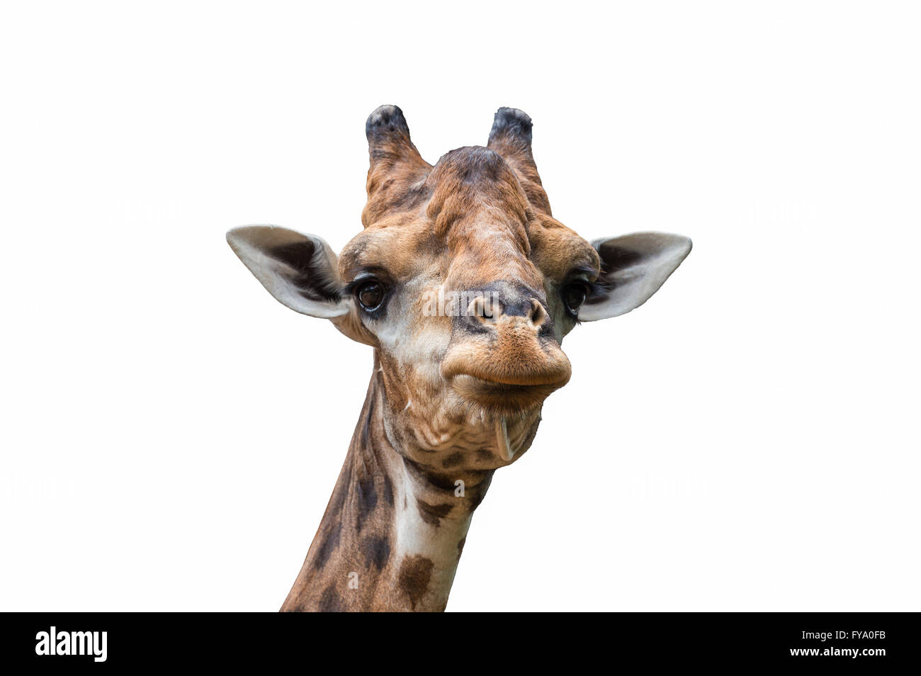 Messa a fuoco ravvicinata della testa e del collo della giraffa isolati su sfondo bianco Foto Stock