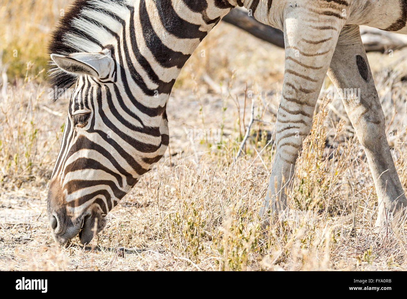 La Zebra di Plain, la gara di Burchell, il Parco Nazionale di Etosha e la Namibia Foto Stock