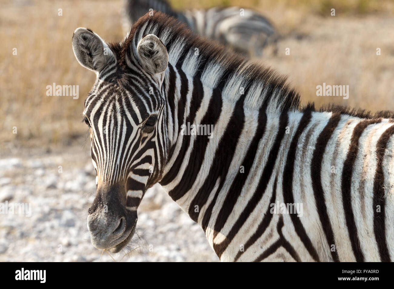Zebra di Plain, gara di Burchell, crepuscolo, Parco Nazionale di Etosha, Namibia Foto Stock
