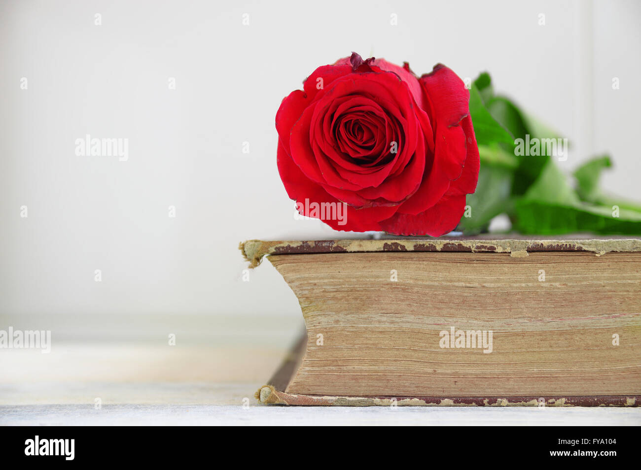 Red Rose su un vecchio libro. Tavolo in legno e sfondo bianco. Svuotare lo spazio di copia per l'editor di testo. Foto Stock