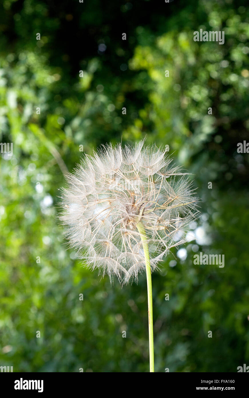 Tarassaco (Taraxacum officinale), sui monti della Tolfa, Roma, lazio, Italy Foto Stock