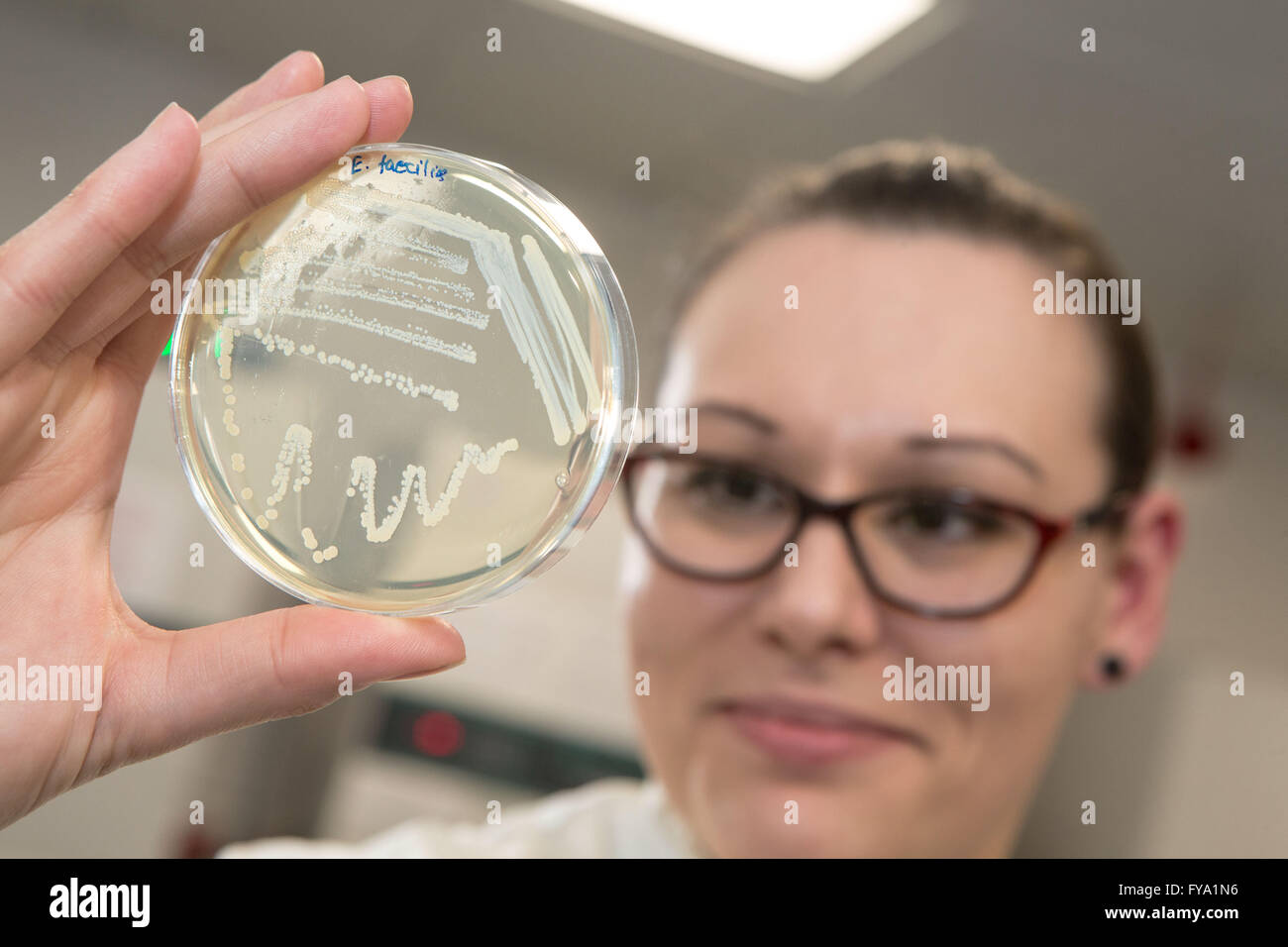 Campioni di microbiologia su capsule di petri Foto Stock