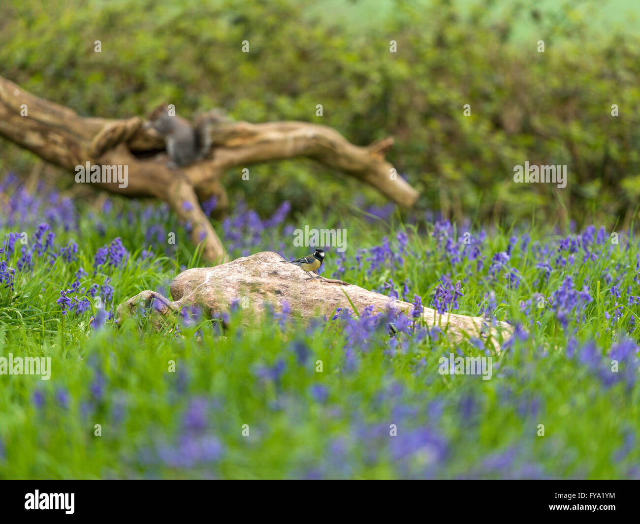 Cinciallegra (Paripus major) rovistando nel bosco naturale impostazione. 'Depicted, isolato su un tronco di legno", circondato da Blue Bells Foto Stock