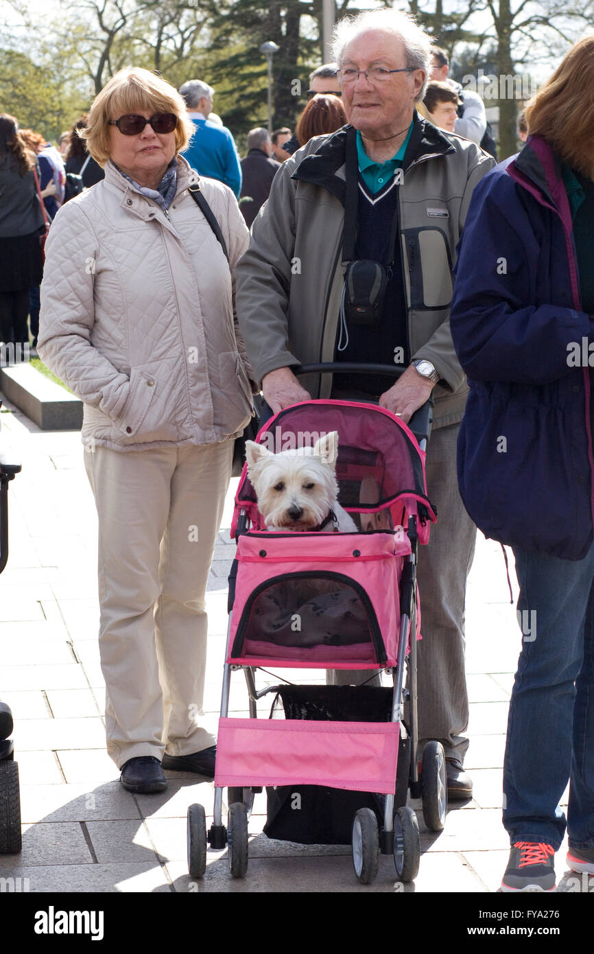 Matura in attesa di attraversare una strada con un cane rosa passeggino con West Highland White Terrier sedersi in esso Foto Stock