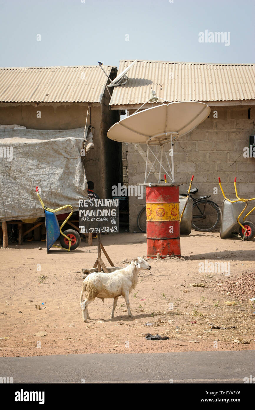 Capra nella parte anteriore di una baraccopoli con una antenna satellitare su una canna a Tanji village, Gambia, Africa Foto Stock