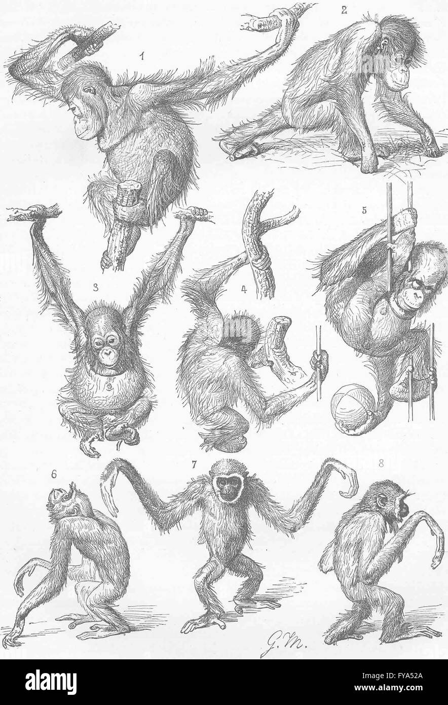 Primati: Giovani orangs(1-5)& gibbolls(6-8), antica stampa 1893 Foto Stock