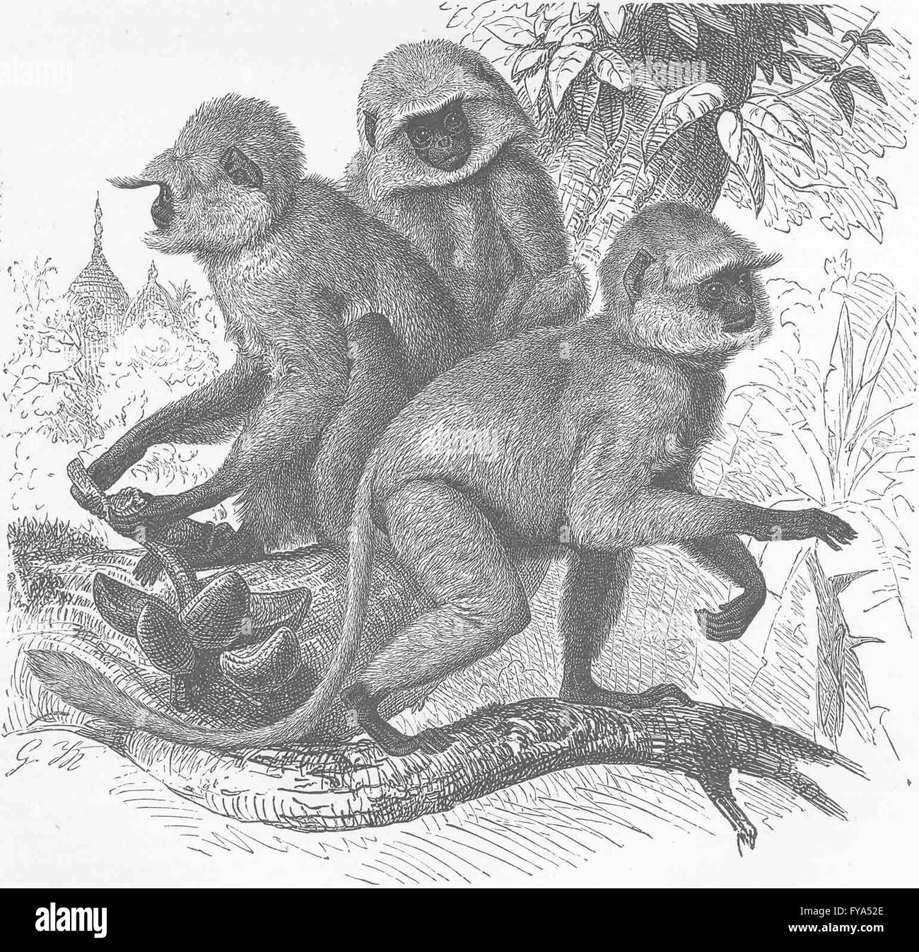 Primati: scimmia Hanuman o vero langur, antica stampa 1893 Foto Stock