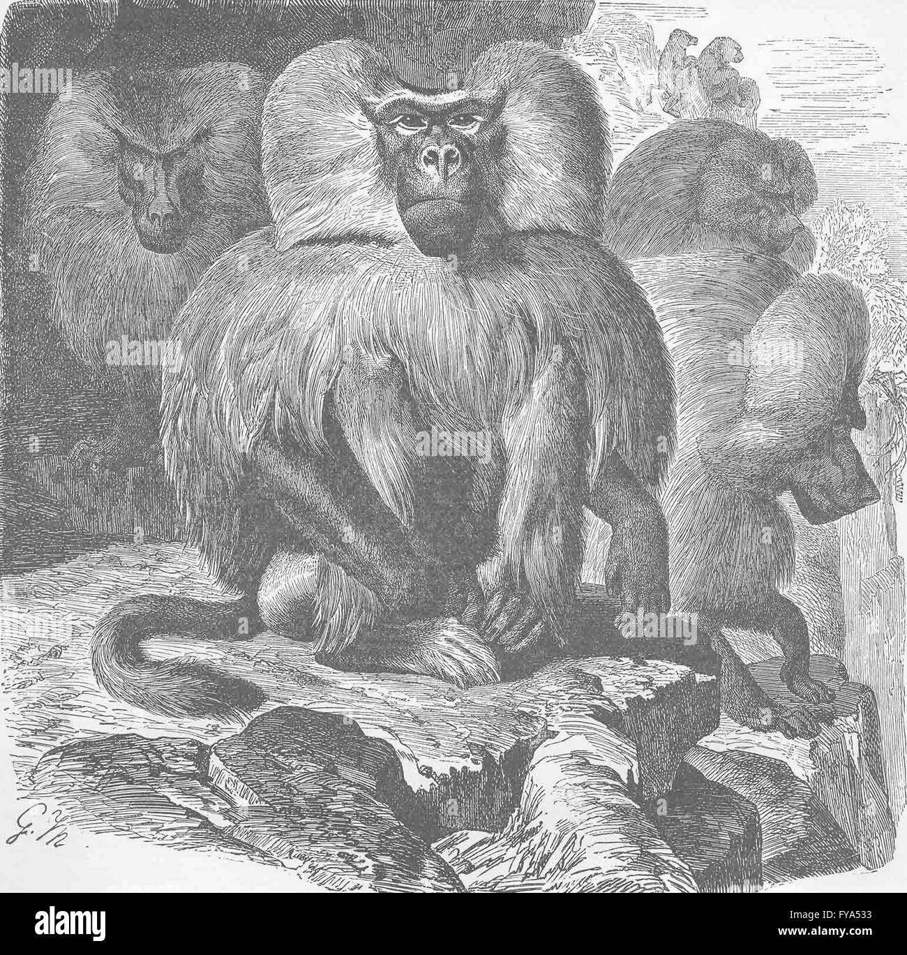 Primati: La Arabian babbuino, antica stampa 1893 Foto Stock