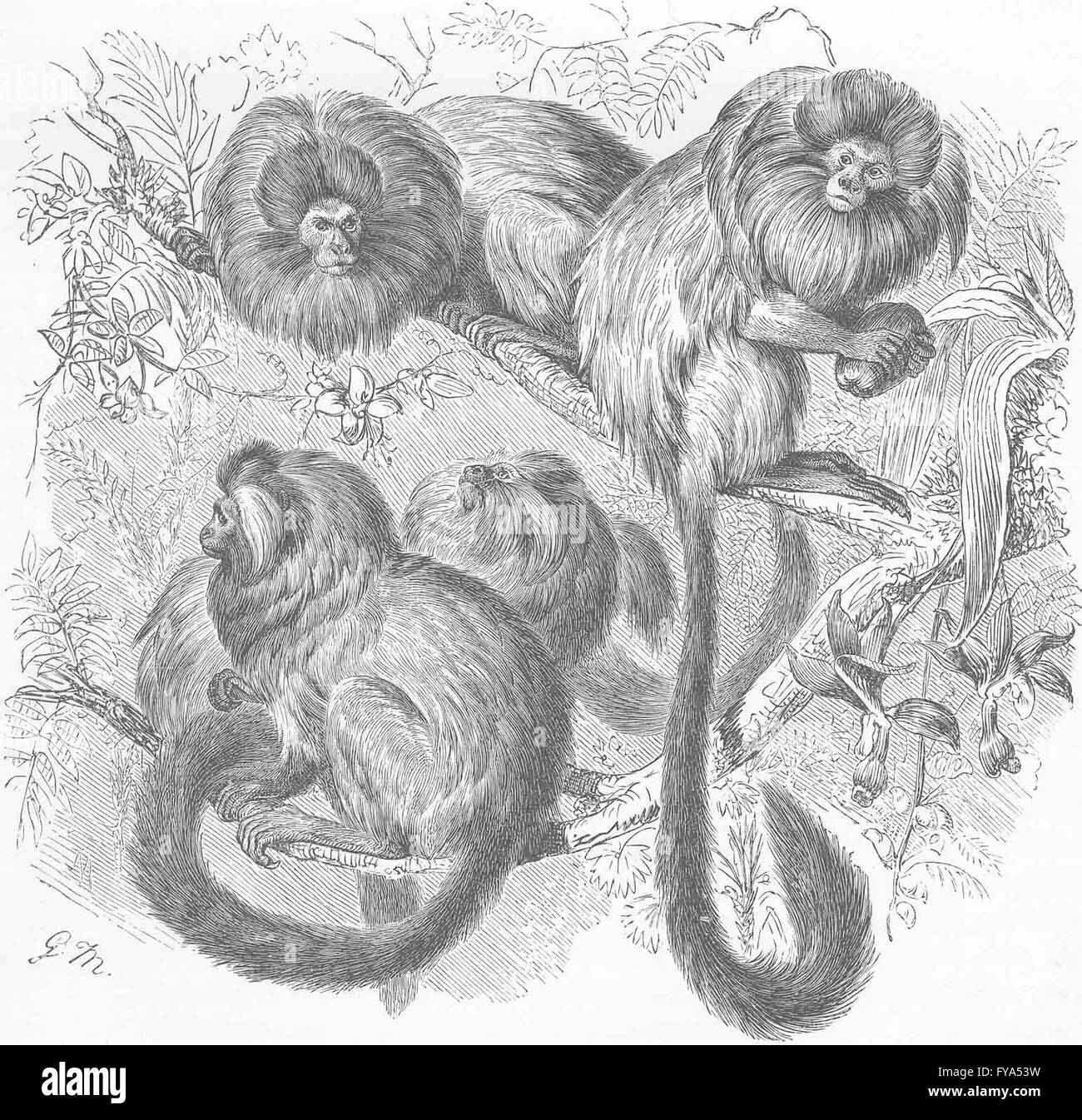 Primati: setosa callitrici, antica stampa 1893 Foto Stock