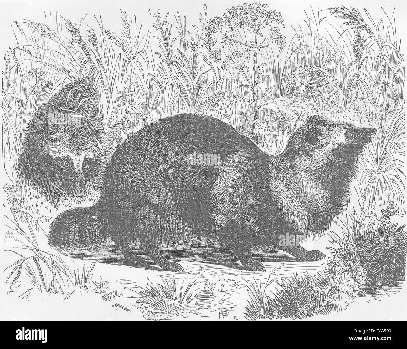 Cani: Il raccoon-dog, antica stampa 1893 Foto Stock