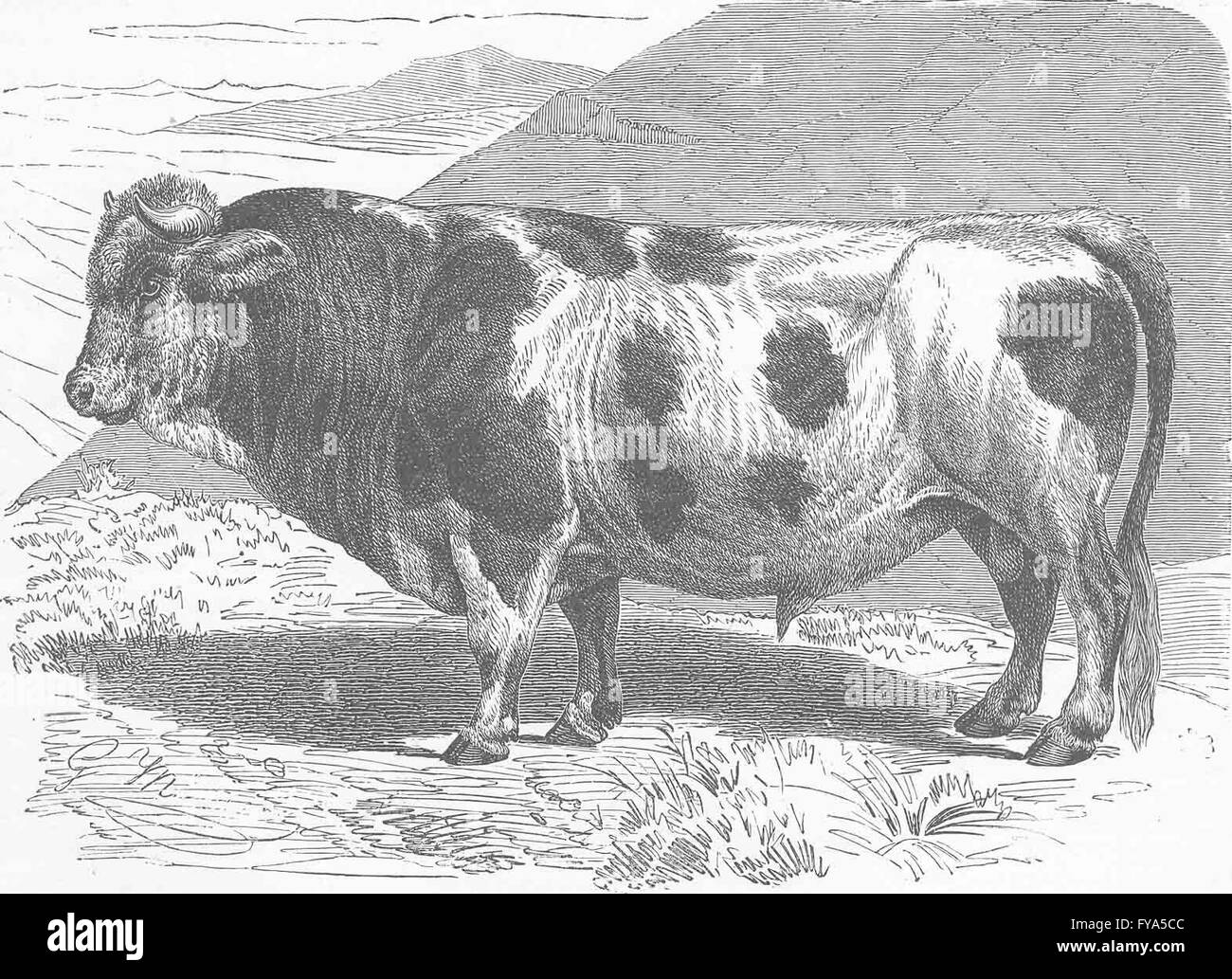 Vacche: di Friburgo bull, antica stampa 1894 Foto Stock