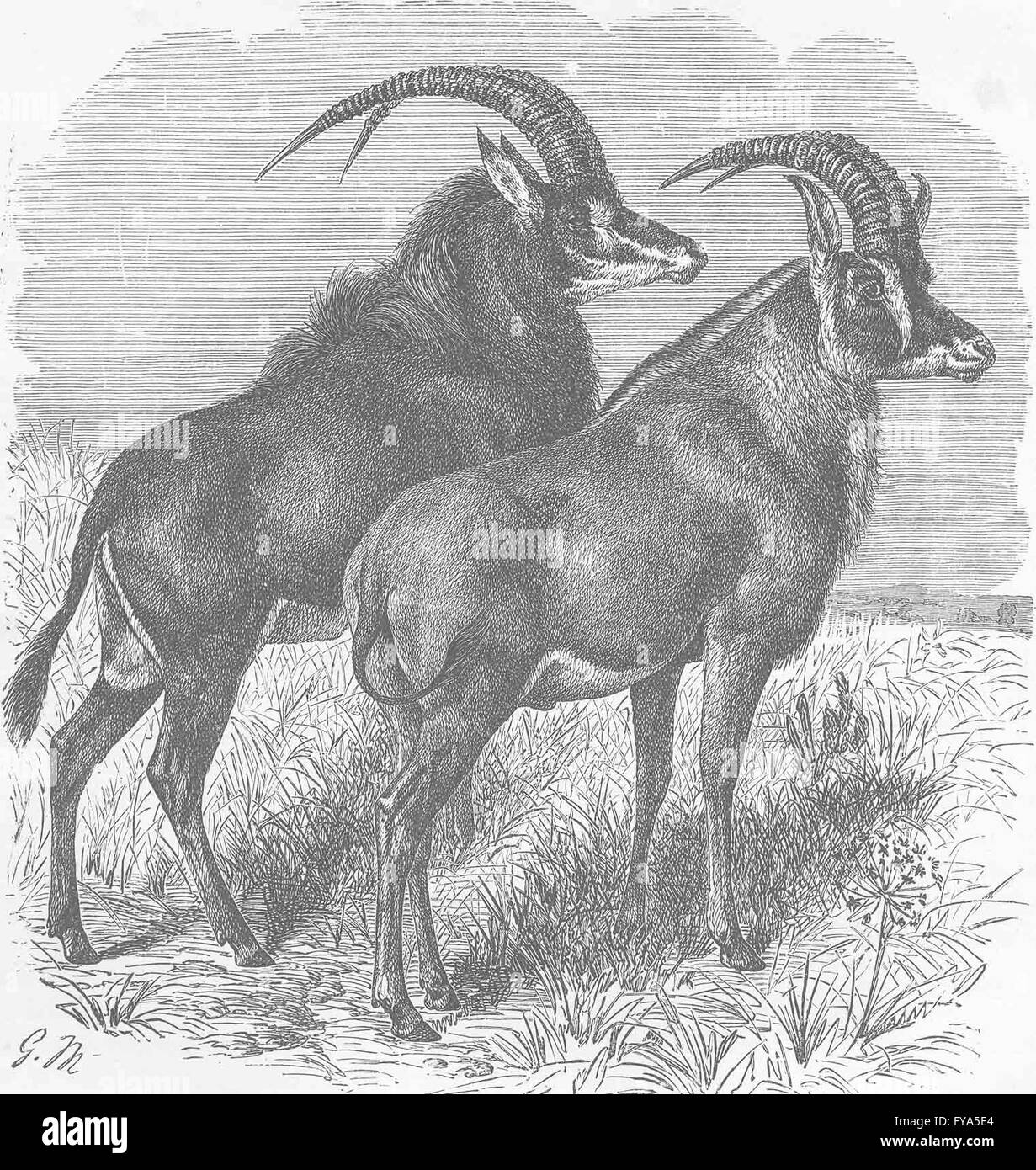 Antilopi: Sable Antelope & Stefano, antica stampa 1894 Foto Stock
