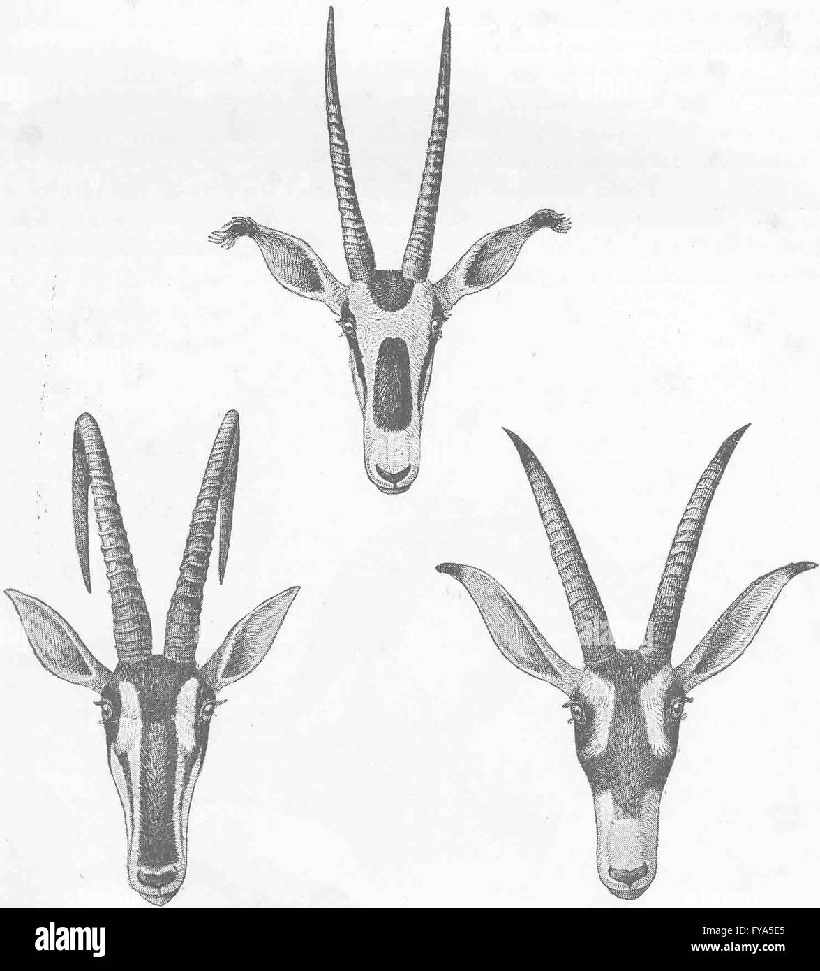 Antilopi: Sable Antelope; fringe-eared oryx; Stefano, antica stampa 1894 Foto Stock