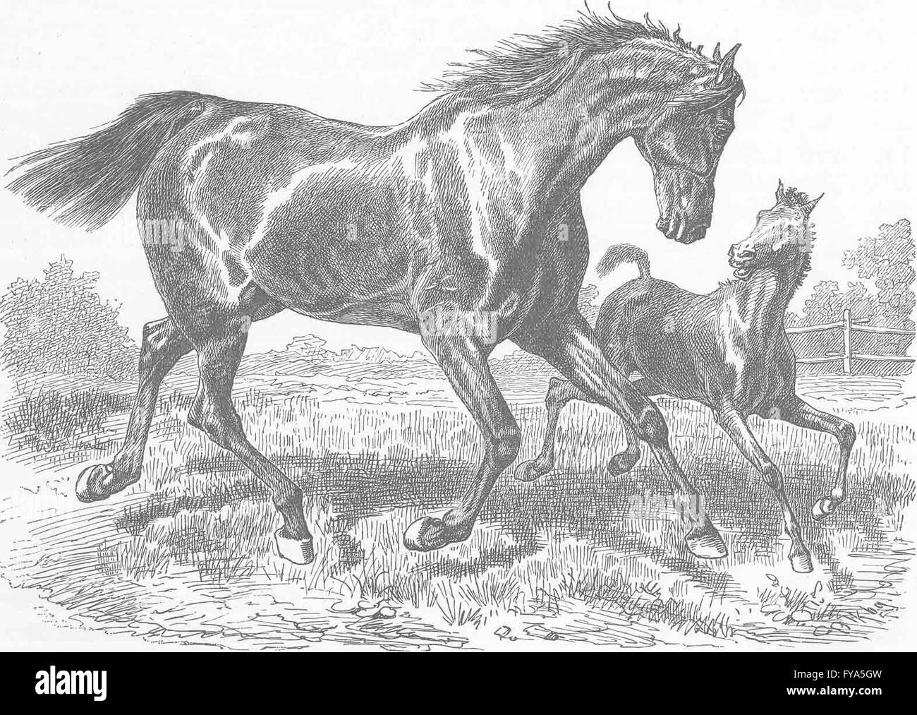 Cavalli: tedesco a metà cavallo di razza, Percheron, antica stampa 1894 Foto Stock